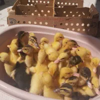 . تک و عمده به فروش می‌رسد