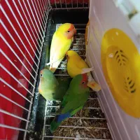 کوتوله برزیلی|پرنده|شیراز, سعدیه جنوبی|دیوار