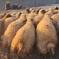 ۳۰راس گوسفند جوان اکثرا شک زوله گلچین مالچه