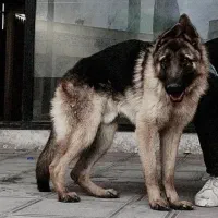 ژرمن شپر اصیل