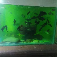 ماهی آکواریومی