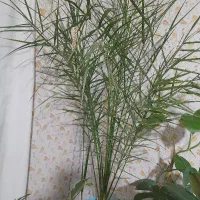 گل طبیعی|گل و گیاه طبیعی|میاندوآب, |دیوار
