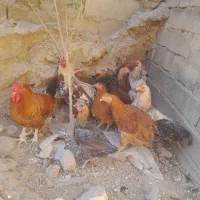 پرنده|حیوانات مزرعه|ویسیان, |دیوار