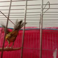 قناری نر وماده|پرنده|ماهان, |دیوار