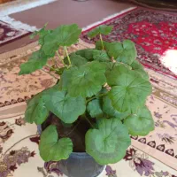 گلهای شاداب و زیبا