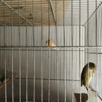 سره قناری معاوضه با کبوترطوقی یا سرور جفت
