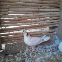 کبوتر اصیل تهرانی