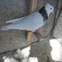 طوقی سور سفید|حیوانات|بم, |دیوار