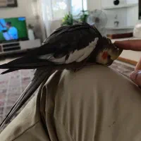 عروس هلندی نر سخنگو