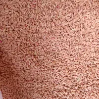 گندم دیم|عمدهفروشی|زالیان, |دیوار