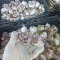 سیر خندان