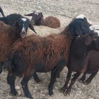 فروش شیشک وبرماده قزل وکله سفید