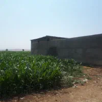گندم بذری ریژاو