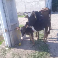 گاو وگوساله ماده چالوسی                لیشه ورزا