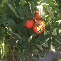 گوجه مخصوص رب وکبابی فلفل خوراکی شهر سطراقای ویسی|عمده‌فروشی|سنقر, |دیوار