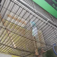 دوتا مرغ عشق جفت