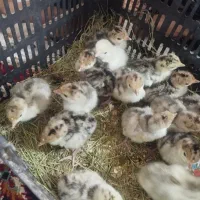 جوجه بوقلمون