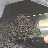 فروش چای قلم سوزنی اعلا