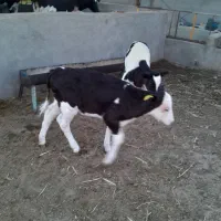 با سلام دو راس گوساله بفروش میرسد|حیوانات مزرعه|باشتین, |دیوار