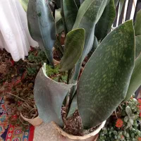 گل سانسوری و قاشقی