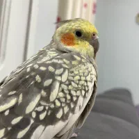 جفت عروس هلندی