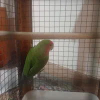 طوطی برزیلی