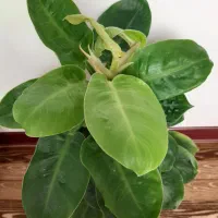 گل فیلودندرون|گل و گیاه طبیعی|کومله, |دیوار