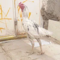 خروس‌لاری‌اصل|حیوانات مزرعه|هامون, |دیوار