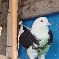 کبوترماده غریب از بلندی