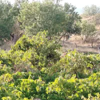 باغ انگور
