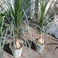 گلفروشی داداشی|گل و گیاه طبیعی|پاکدشت, پاکدشت (مامازند)|دیوار