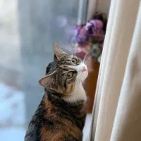 واگذاری گربه