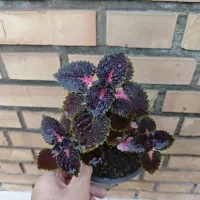 انواع گل|گل و گیاه طبیعی|سبزوار, کاشفی شمالی (دادگستری)|دیوار