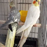 عروس هلندی