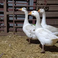 قوغاز|حیوانات مزرعه|خمین, |دیوار