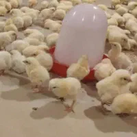 مرغ گشتی ۲۵۰تومان