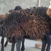 ۴ عدد بره نر و ماده