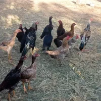 مرغ و خروس لاری|حیوانات مزرعه|قره ضیاالدین, |دیوار