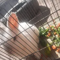 روستای بزمیراباد قیمت ۸۰۰هزار