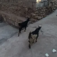 دو عدد بیگ ماده کاه جو خور