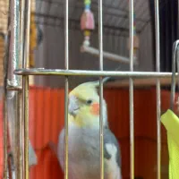 عروس هلند نر سخنگو|پرنده|تهران, امیریه|دیوار