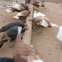 بوقلمون محلی تخم گذار