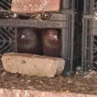 کفتر پرشی و دورگ