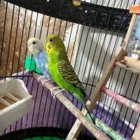 مرغ عشق سالم سرحال|پرنده|علیآباد کتول, |دیوار