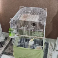 عروس هلندی|پرنده|آفتاب, |دیوار