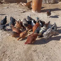 4عددخروس|حیوانات مزرعه|بیرانوند, |دیوار