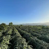 زمین-باغ-کیوی-مسکونی-2000-متر