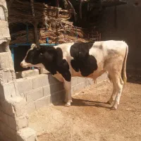 گاو گوساله