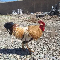 خروس محلی نژاد گلین و گلپایگان  جوان