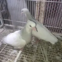 جفت کفتر جوجه دانخور طوق ابی|پرنده|سراوان, |دیوار